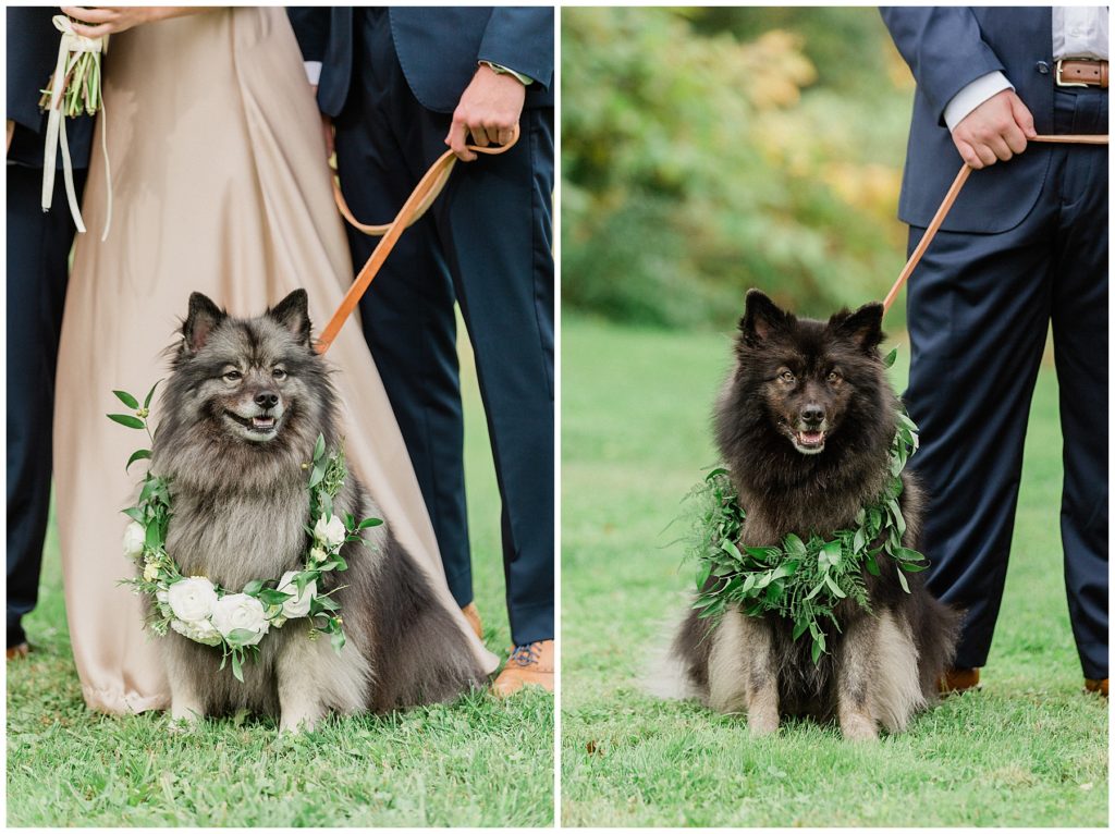 puppies on wedding day