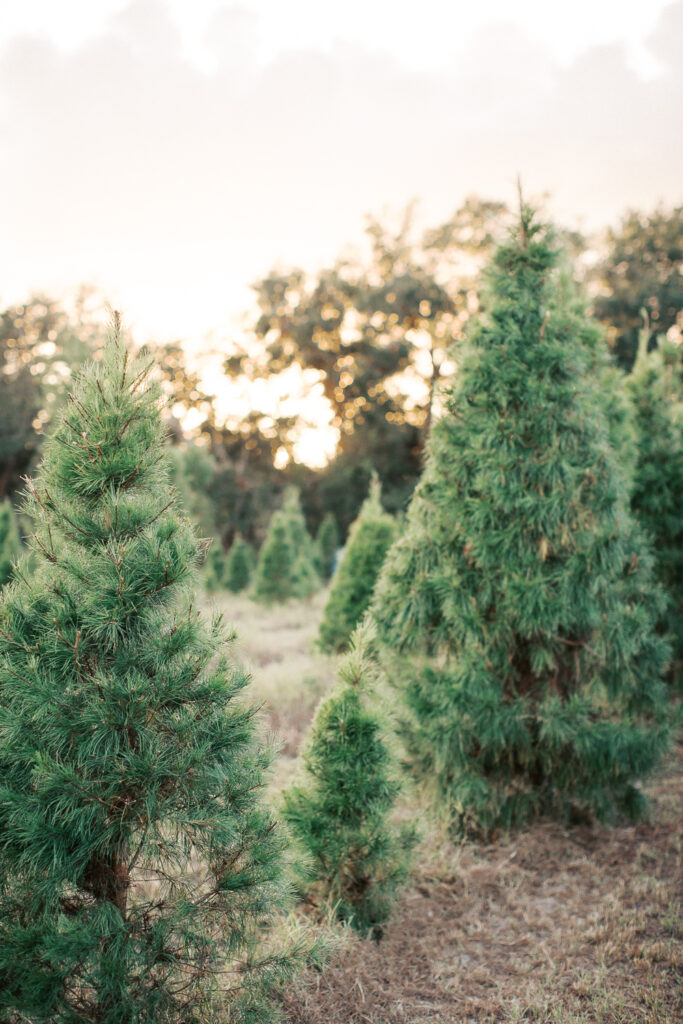 Holiday portrait sessions at the Christmas tree farm in Orlando, FL.